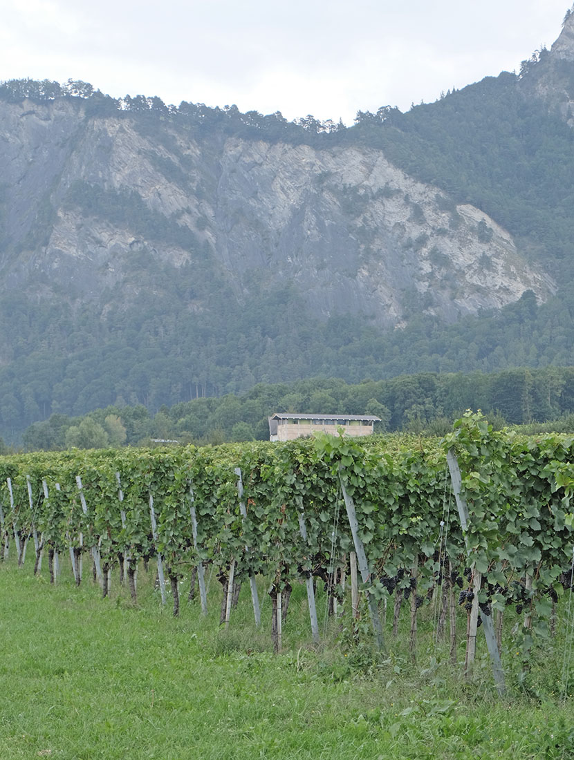 Bearth & Deplazes - Gantenbein Vineyard Fläsch