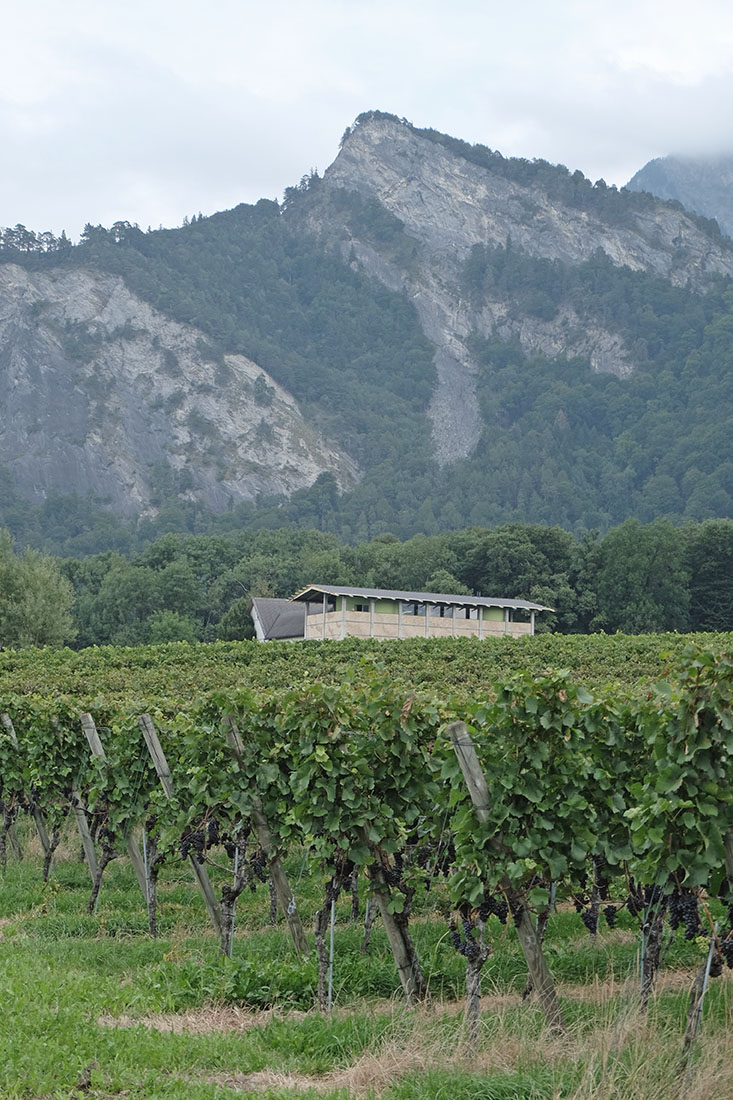 Bearth & Deplazes - Gantenbein Vineyard Flsch